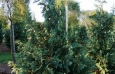 Blue Nootka Cypress (2)